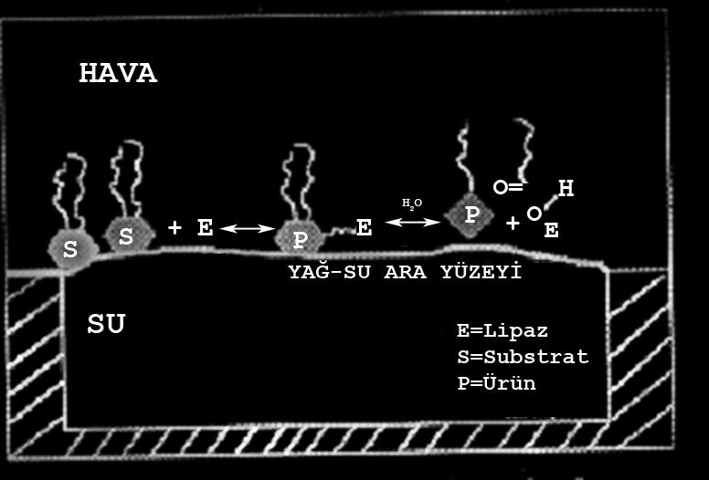 7 ekil 2.2: Su-ya arabiriminde lipolitik reaksiyon (Saxena vd.