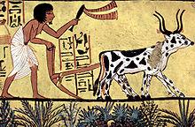Sümerlere ait pişmiş toprak orak Mezopotamya ve Anadolu geleneğinden farklı olarak gelişen Mısır da da ekonominin temelini tarım oluşturmaktadır.