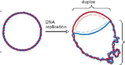 DNA topoizomerazlar süperkoilleri uzaklaştırır. -Tip I ve Tip II DNA topoizomerazlar bulunur.