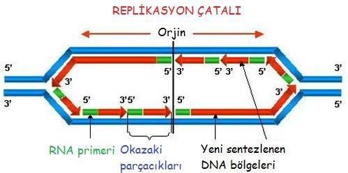 RNA Primer DNA polimerazın, kalıp DNA ya komplementer yeni DNA sentezini başlatabilmesi için bir RNA primer e gereksinimi vardır. Primer, - Kalıp DNA ya komlementer ve antiparalel RNA parçasıdır.