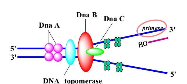 Primozom RNA primeri sentezi başlamadan önce bir araya gelen çeşitli proteinler (DnaB, DnaC gibi) DNA zincirine bağlanarak primaz ile birlikte primozom denilen protein kompleksini meydana getirir.
