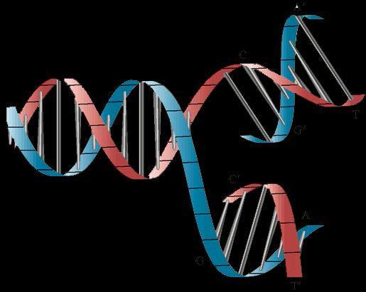 DNA sentezi (replikasyon) DNA çift heliksini oluşturan iki zincir birbirinden ayrıldığında, bu zincirlerden her biri sentezlenecek yeni zincir için kalıp olarak