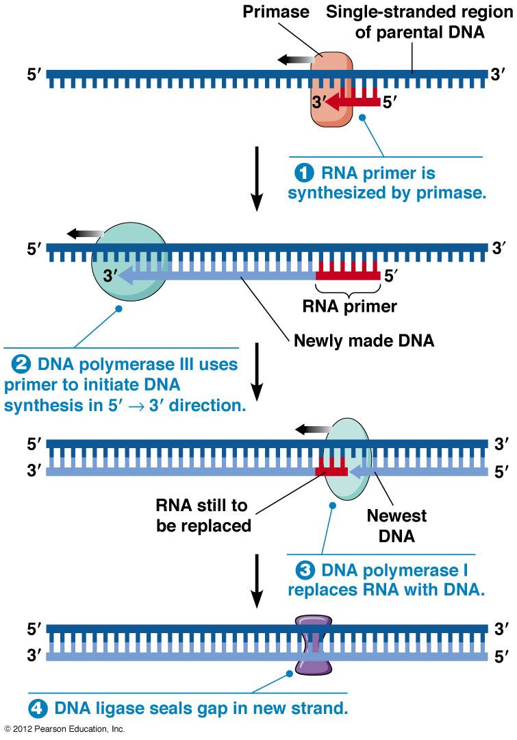 Primaz Kalıp DNA ipliği Primaz tarafından RNA primeri sentezlenir DNA polimeraz III, 5 3 yönde DNA sent.