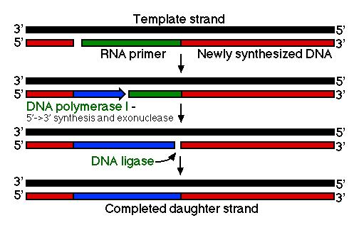 Kalıp DNA Yeni sentezlenen DNA DNA polimeraz I 5' 3' polimeraz ve ekzonükleaz