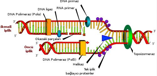 Ökaryotlarda, prokaryotlara oranla DNA sentezi daha karmaşık olmasına rağmen, DNA replikasyonu aynı mekanizmalarla gerçekleşmektedir.