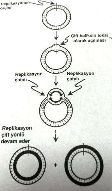 Prokaryotlarda replikasyon, dairesel DNA