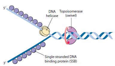 DNA sarmallarının ayrılması için proteinlere gereksinim vardır. DnaA proteini; DNA sarmallarının birbirinden ayrılmasını sağlar. DnaA proteini etrafında katlanan DNA denatürasyona uğrar.