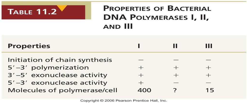 Bu üç enzimin hiçbiri bir kalıptan DNA sentezini başlatamaz, ancak üçü de primer adı verilen (RNA), var olan bir DNA zincirini kalıp boyunca uzatabilir.