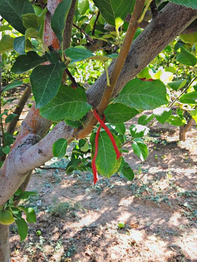 içkurdu, Salkım güvesi gibi