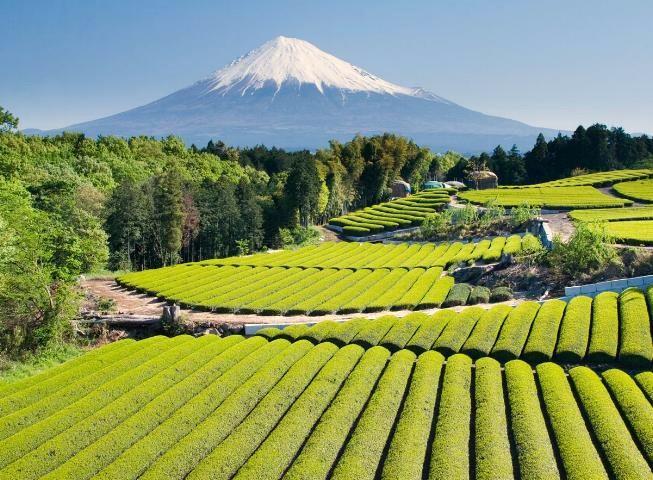 Japonlar için çayın babası sayılan Yesei, Çin`de çayın dinsel meditasyonu yoğunlaştırıcı etkisini de