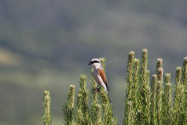 2016) Fotoğraf 21 Lanius collurio (Kızılsırtlı