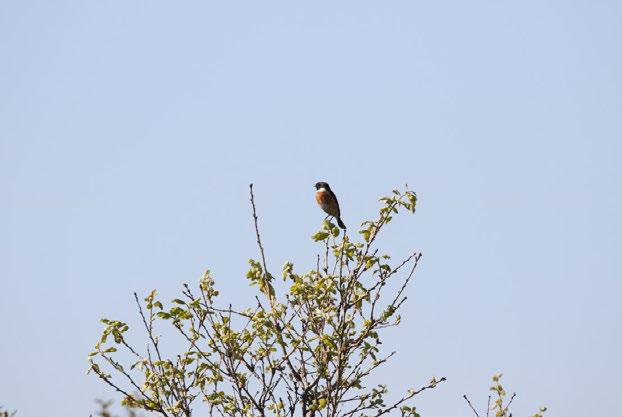 Fotoğraf 30 Saxicola rubetra (Taş kuşu) (RES