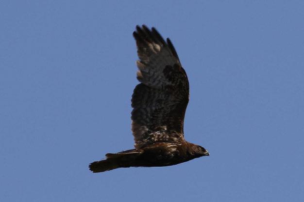 Fotoğraf 32 Buteo buteo (Şahin) (RES