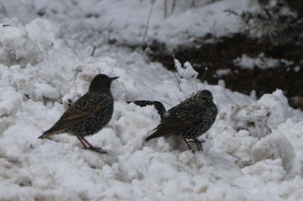 Fotoğraf 36 Sturnus vulgaris (Sığırcık)