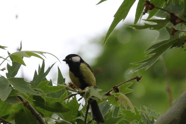 Fotoğraf 40 Parus major (Büyük baştankara)