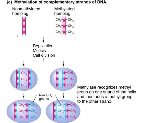 Metillenmemiş homolog Metillenmiş homolog Mitoz Yeni CH 3 Grupları