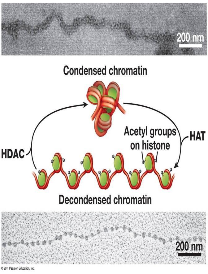 Histon Asetilasyonu Grup : (CH 3 CO) Histon deasetilaz (HDAC) Kondanse kromatin Asetil Enzim :Histon asetil transferaz (HAT) Amaç :