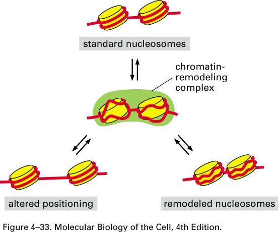 Kromatin Yeniden Modellenmesi Standart nükleozomlar Kromatin yeniden modelleme kompleksi Yeniden