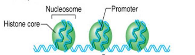 promotörü açabilir RNA Polimeraz Promotör Nükleozom