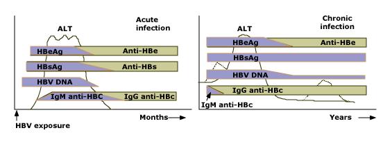 Akut ve kronik HBV enf da seroloji Akut Hep B de HBe Ag, kanda HBsAg nin belirmesinden hemen sonra ortaya çıkar, iyileşen olgularda birkaç hafta içinde kaybolur HBeAg varlığı yüksek viral