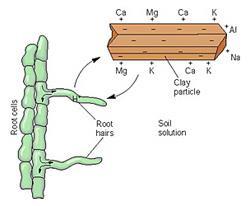 Kök hücreleri Katyon Değişim Kapasitesi Belirli bir toprak kütlesi tarafından tutulan değişebilir katyonların miktarı olarak bilinir.