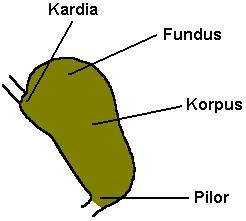 Mide: Midenin yemek borusuna bağlandığı kısma kardia, ince bağırsağı bağlandığı kısma pilor denir. Midenin yapısı da yemek borusunda olduğu gibi 3 tabakadan yapılmıştır.