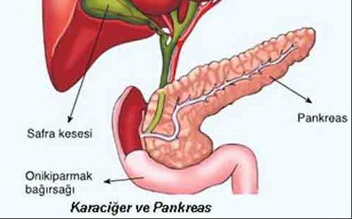 Pankreas, pankreas öz suyunu; virsung kanalı ile 12 parmak bağırsağının, vater kabarcığına