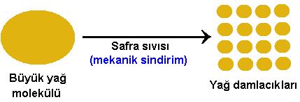 Karaciğerden salgılanan safra