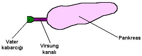 PANKREAS Pankreas, yaprak şeklinde ve pembe renkli bir organdır. Karın boşluğunda, midenin hemen altında bulunur.