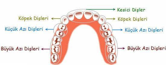 Kesici dişler: Toplam 8 tanedir. Bunlar, besinleri tutmaya ve kesmeye yarar.