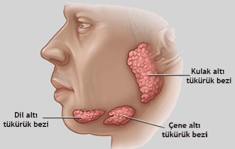 Tükürük bezleri İnsanda; dil altı, çene altı ve kulak altı olmak üzere 3 çift tükürük bezi bulunur.