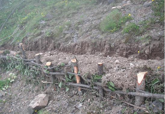 Örme çit yapım tekniği: Bölgedeki türler, varsa meşe