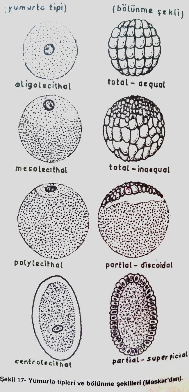 Polylecithal yumurtalar : Vitellusu cok olan yumurtalardır; anisolecithal özellik gösterirler. Bol olan vitellus maddesi hücrenin büyük bir kısmına yayılmıştır.