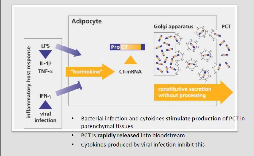 Bakteriyel infeksiyonlar ve sitokinler parankimal dokulardaki PCT nin üretimini stimüle eder.