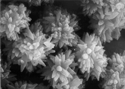 Sentetik (Çöktürülmüş) kalsiyum karbonat (PCC), su ve solvent bazlı boya uygulamalarında GCC
