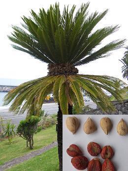 1. CYCADACEAE Cycas revoluta Egzotiktir. Herdem yeşildir. Gövde sütün şeklinde dallanmaz veya az dallanır.