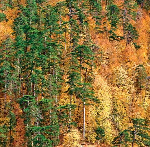 Fagus orientalis (Doğu Kayını) Gençleştirme Gölge ağacı olan doğu kayınına, gençlik çağında gereksinim duyduğu ışık verilmezse tepesini yayar ve çalılaşır.