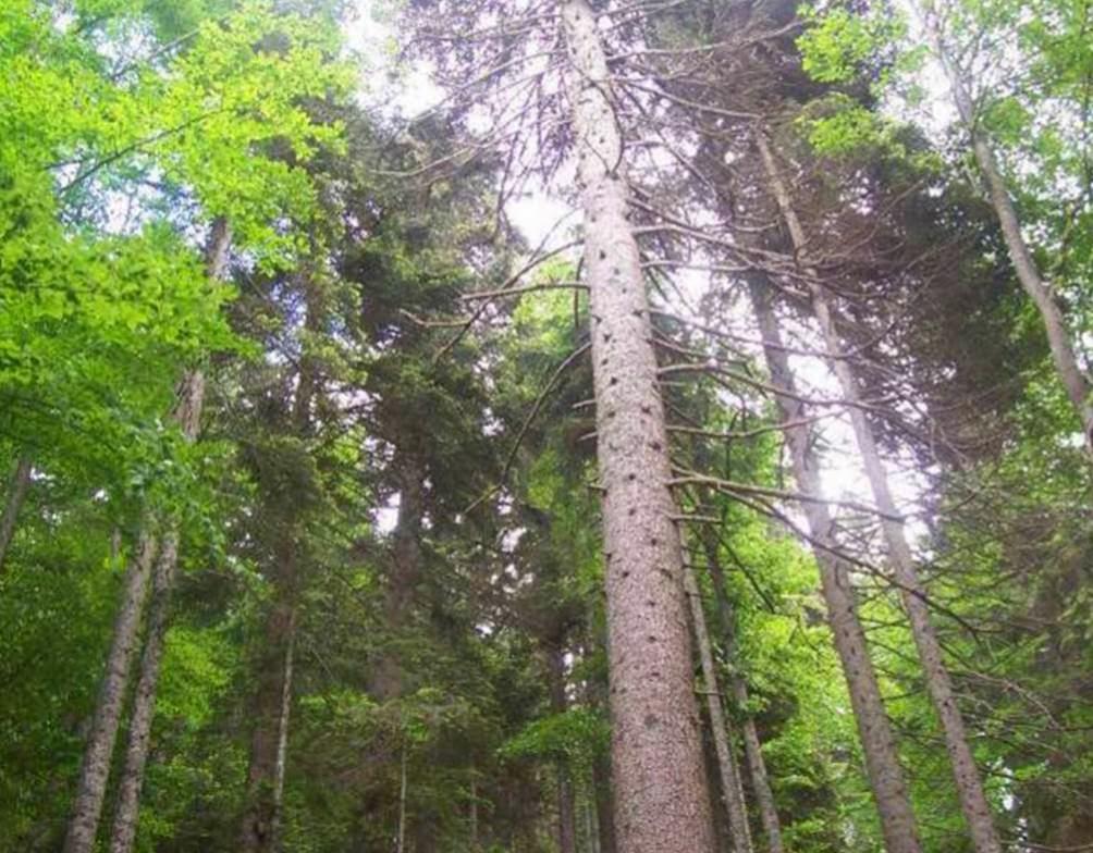 Doğu karadeniz göknarı Meşçere karışımı Doğu karadeniz de Doğu kayını,