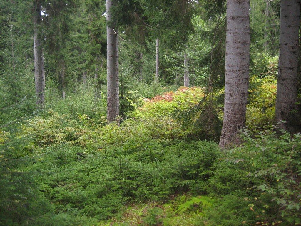 Doğu Ladini (Picea orientalis) Meşçere kuruluşu Yayılışı, Ordu melet ırmağının doğusunda başlar VE Kafkaslara kadar devam eder.