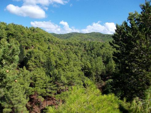 Meşçere kuruluşu Akdeniz Bölgesinde 0-1200 m saf meşçereler halinde 1200 m den