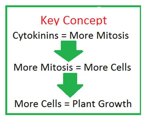 Sitokinin Hücre bölünmesini uyararır Zeatin, dihidrozeatin, izopentil adenin ve dimetilaliadenin çeşitli bitkilerde doğal olarak sentezlenen sitokinlerdir Kinetin (N6-furfurilamino pürin),
