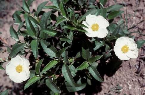 Cistus