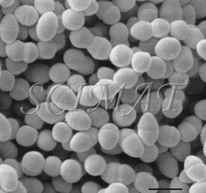 Enterococcus faecalis Enterococcus faecium Ec. faecalis ve Ec.faecium un diğer gram pozitifbakterilerden farklılığı katalaznegatif olmaları, 10 C ve 45 C de gelişebilmeleri, 9.6 ph değerinde %6.