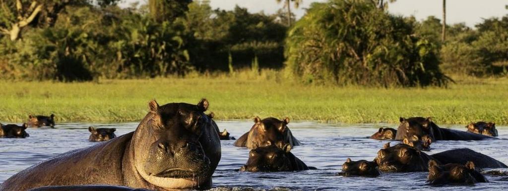 Yüzölçümünün %40 ının doğal park olması ve çok sayıda hayvan türünü barındırması sebebiyle Botswana Güney Afrika