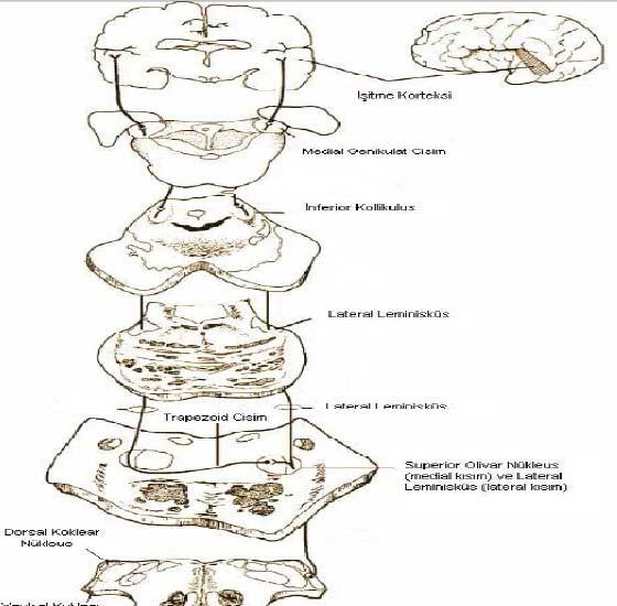 Resim 2 santral işitme yolları (http://www.neuroanatomy.wisc.edu/virtualbrain/brainstem/12cochlear.html den alınmıştır.