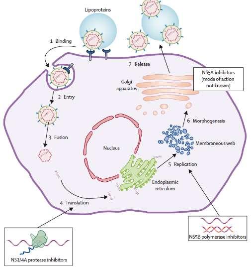 Direkt Etkili Antivirallerin Moleküler Hedefleri asvirs Paritaprevir Ombitasvir Dasabuvir NS5A inhibitors inhibitörleri Asunaprevir Daclatasvir Beclabuvir Simeprevir Daclatasvir Asunaprevir