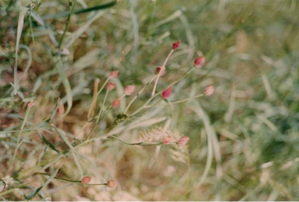 colchiciflora Waldst.