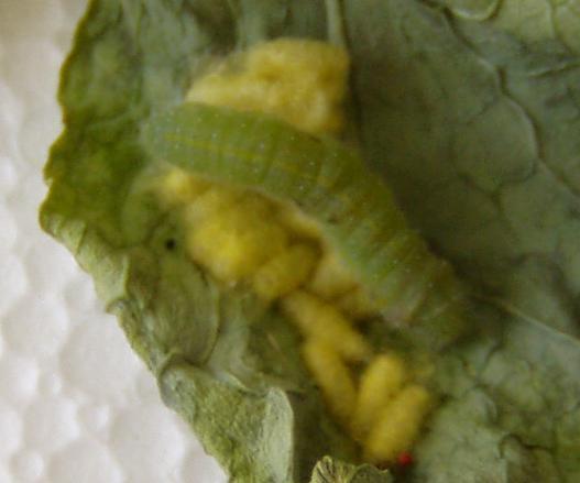 Çıkan larvalar 1520 günde gelişmesini tamamlayarak dışarı çıkar ve konukçu üzerinde veya hemen yakınında kokon örerek pupa olurlar.