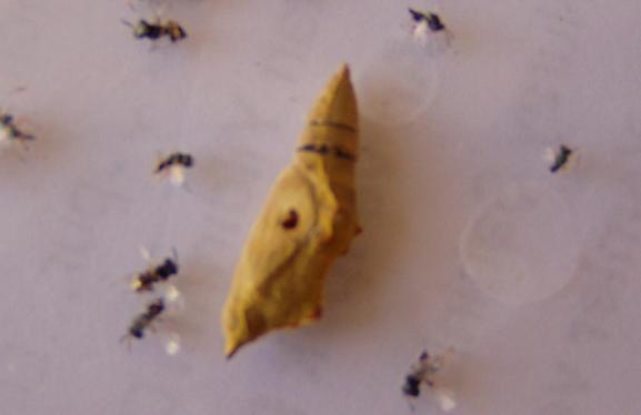 4. BULGULAR VE TARTIŞMA Kamuran KAYA İkinci yıl braconid türlerden olan M. versicolor yalnızca bir S. littoralis bireyinde, Chelonus sp. birer H. undalis ve S. exigua bireyinde ve Bracon sp.