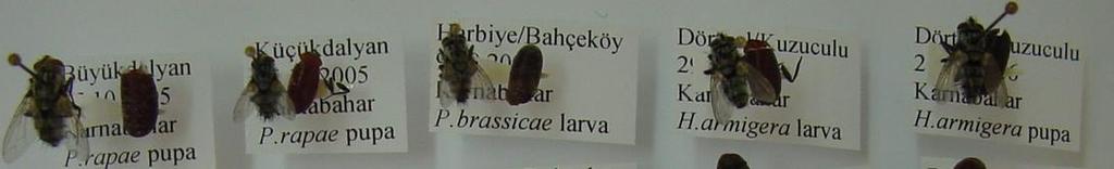 4. BULGULAR VE TARTIŞMA Kamuran KAYA K.Kaya Şekil 4.10. Çalışmada farklı konukçu lepidopter türlerden elde edilen Tachinid parazitoitler.